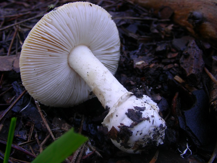 973 Marzo vecchio ritrovamento